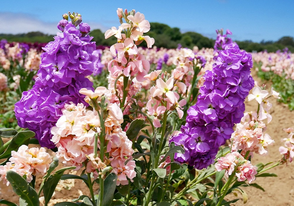 All About Larkspur Flowers By Leslie