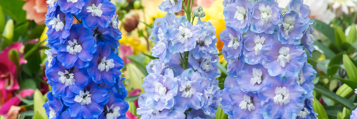 All About Larkspur Flowers By Leslie