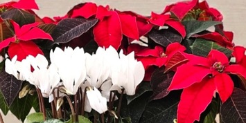 BOXWOOD TREES & POINSETTIAS