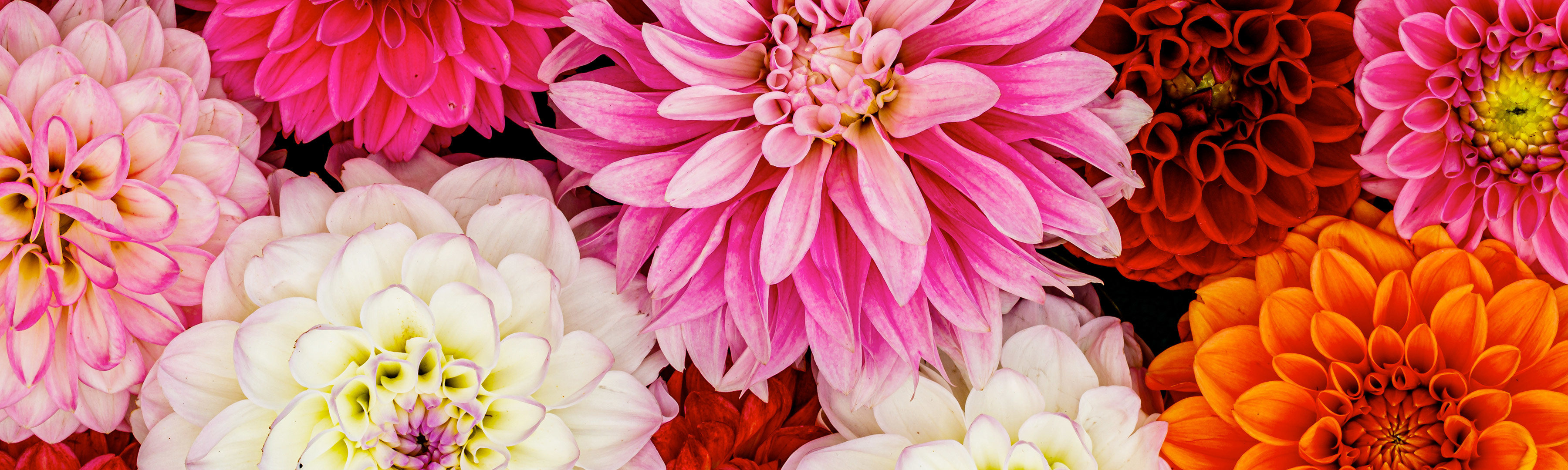 Portsmouth Florist & Same Day Portsmouth NH Flower Delivery Flowers