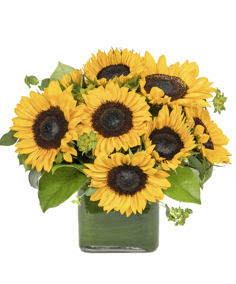 SUNFLOWER CUBE - 10 stems