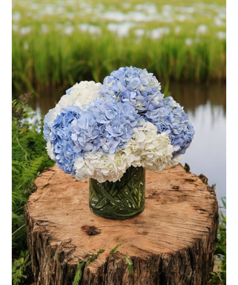CHARMING HYDRANGEA