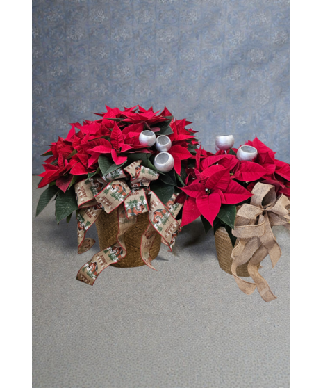 RED POINSETTIA