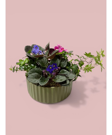 Violet Harmony Garden