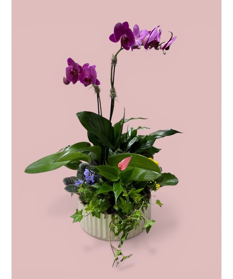ORCHID GARDEN PLANTER
